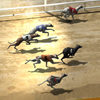 Virtual Greyhound Racing Sunny Screen
